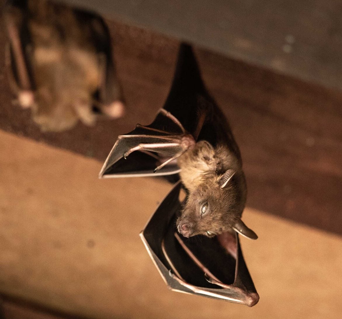 Wildlife-Bats in Boston